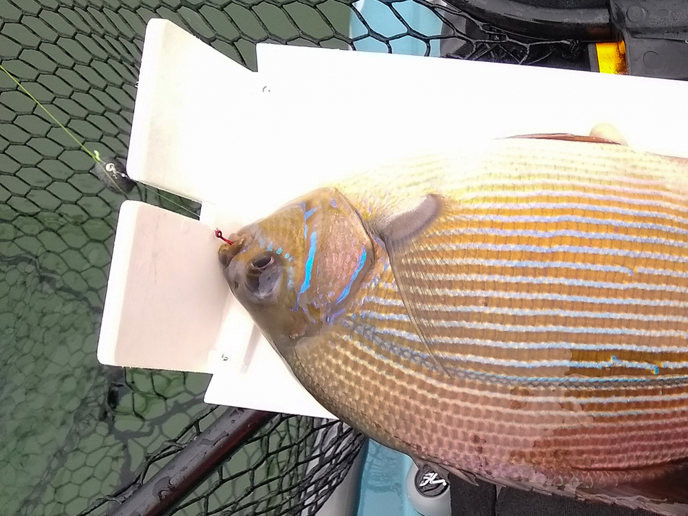 2021 surf perch large 2