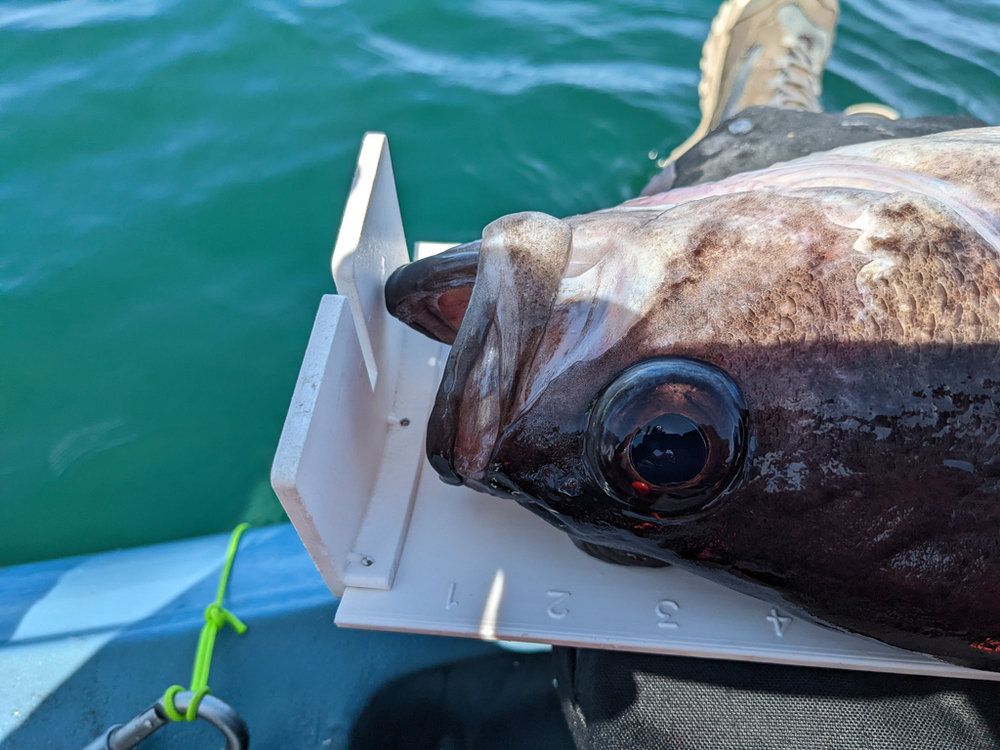 Rockfish mouth