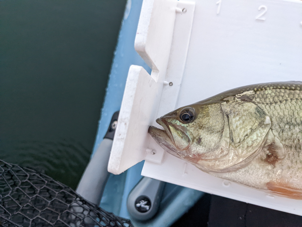 Small largemouth 2