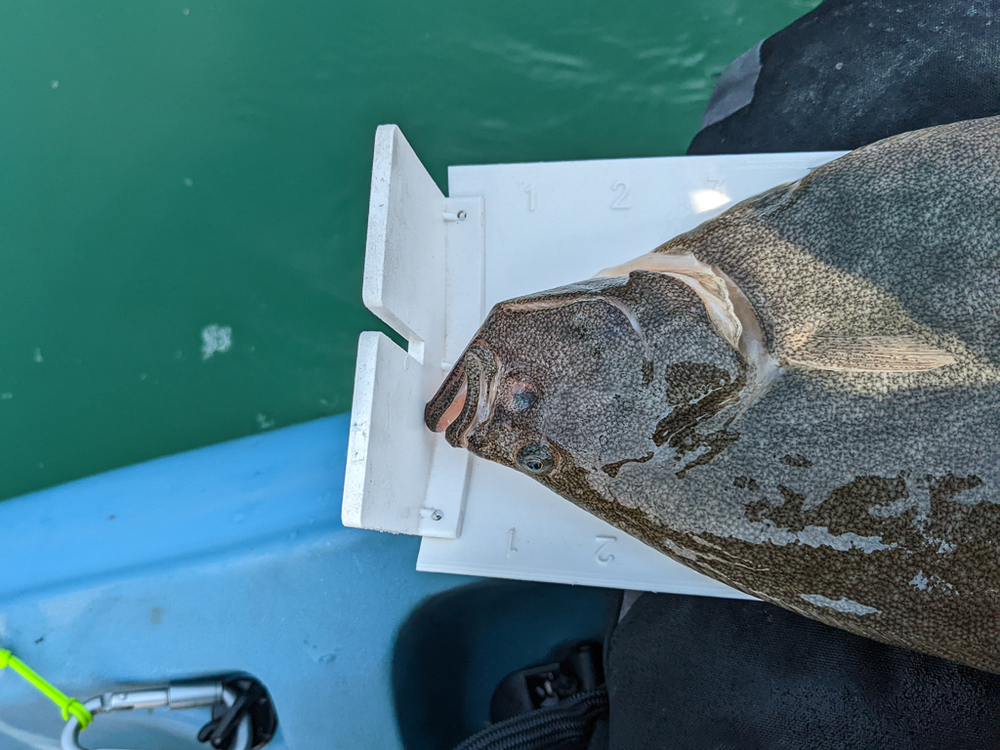 Flounder large 2