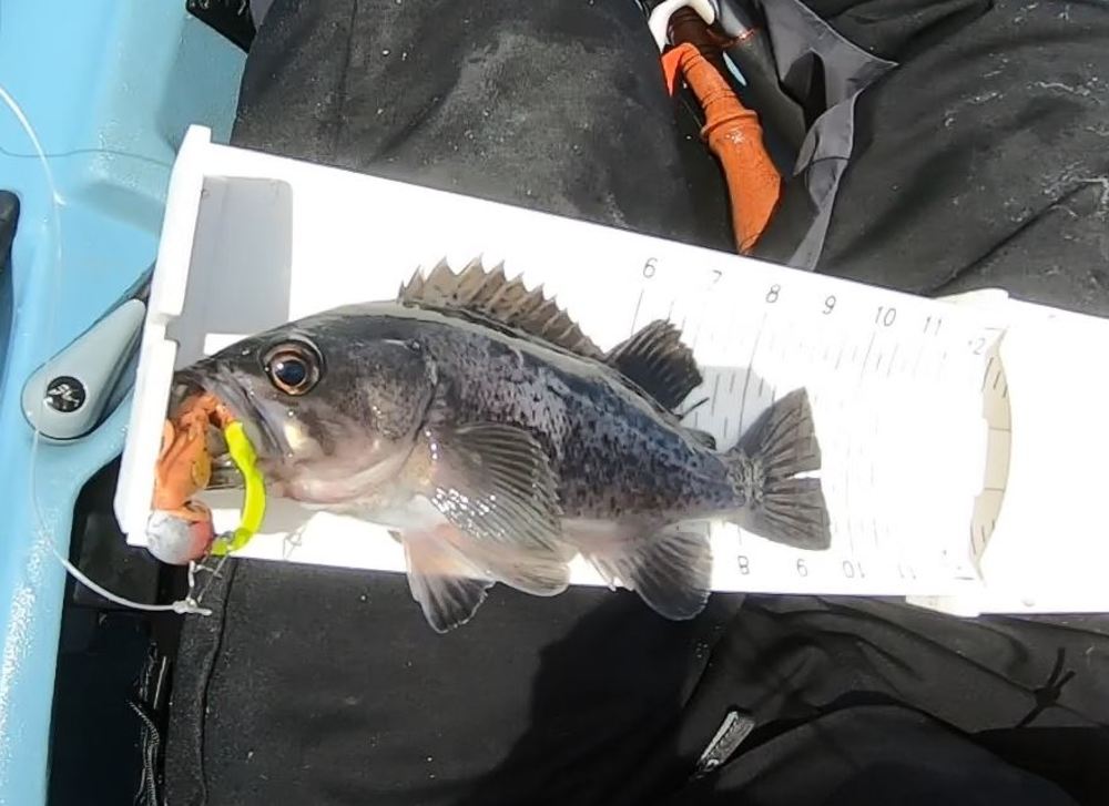 Rockfish small 2