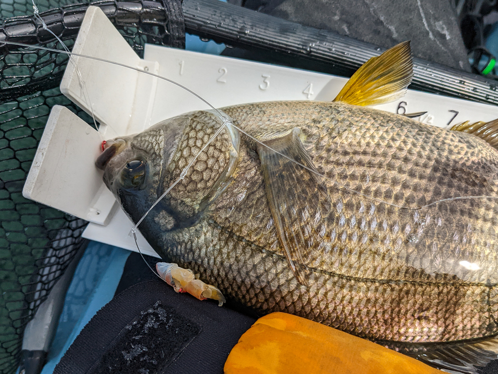 Large surf perch 2