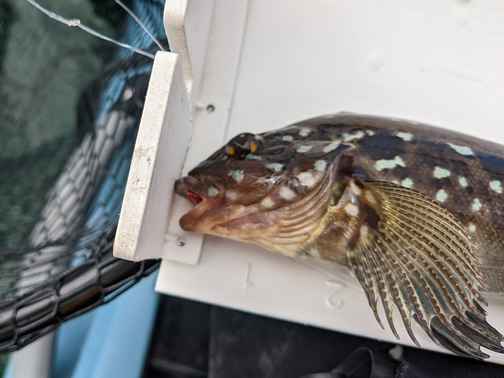 Small kelp greenling 2