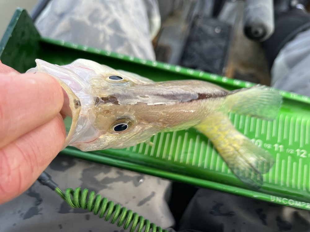 Crappie line head