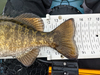 2023smallmouth2 thumb