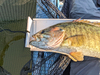 2023 smallmouth 2 thumb