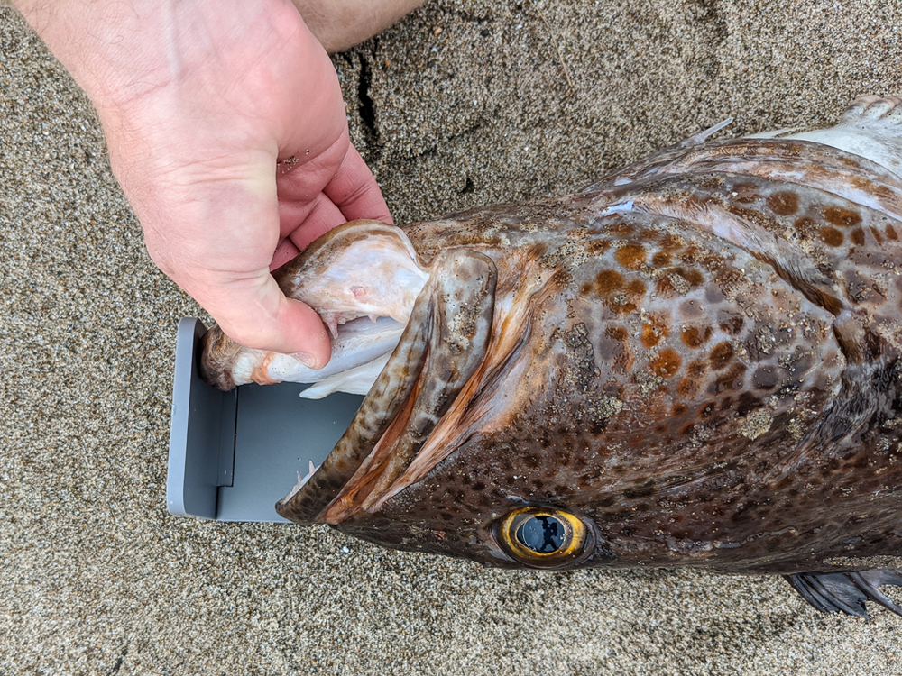 2023 lingcod 2