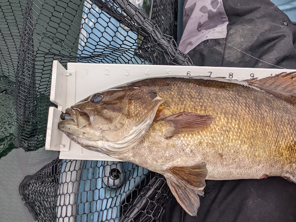 2023 aoty smallmouth 2