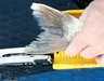 Walleyetail thumb