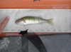 Kapena 6.75inch perch thumb