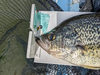 Aoty panfish  fly  2 thumb
