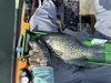 Crappie thumb