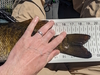 2024 pb smallmouth 2 thumb