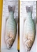 Kapena 11.0 smallie 8 13 ii thumb