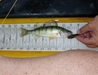 Kapena 7.75 perch 8 13 ii thumb