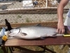 35inch chinook full thumb