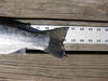 Rainbow trout tail 20.5 lake washington 080412 thumb