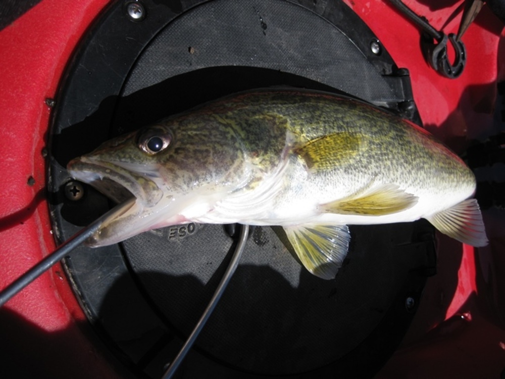 Walleye on