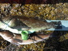 Dscf2110 copy thumb