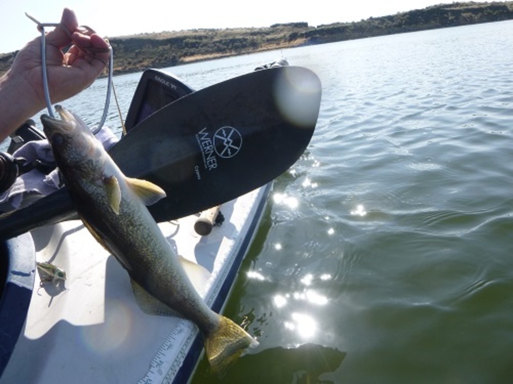 Walleye boat