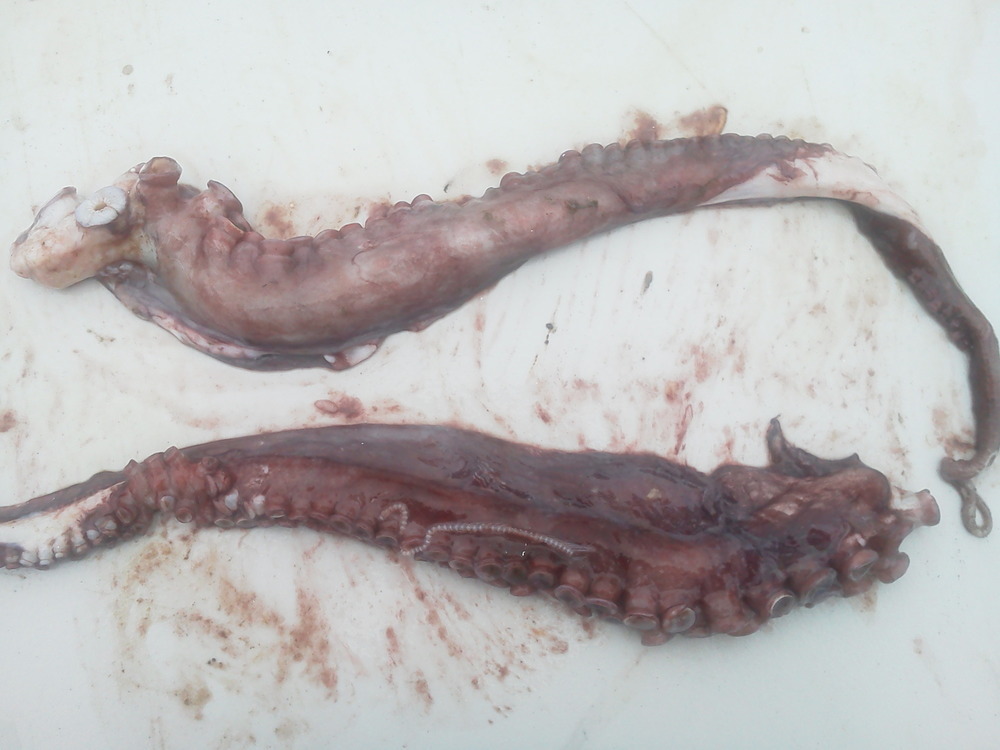 Lingcod3 octopus