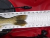 Walleye 21.75 tail 110714 thumb