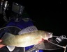 Walleye boat thumb