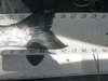 Coho tail 26.5 080215 thumb