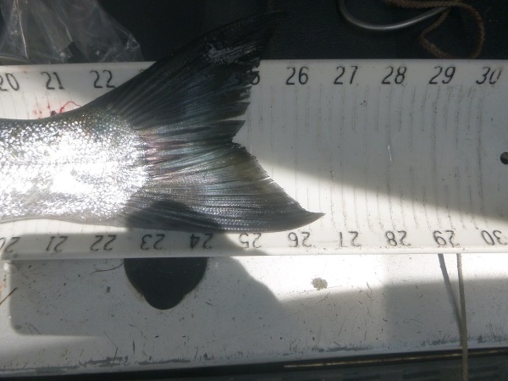 Coho tail 26.5 080215