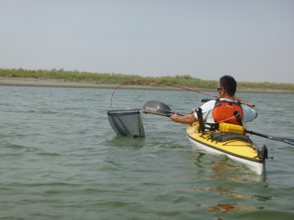 See ray catch fish