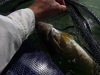 Walleye boat 28.0 092215 thumb