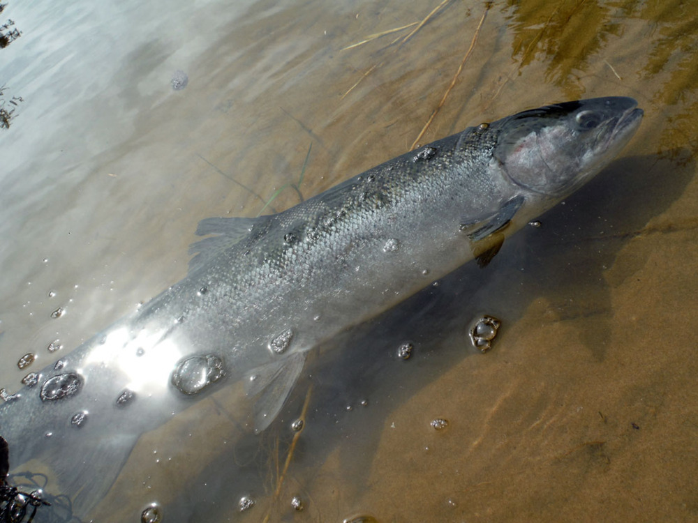 Steelhead1 3