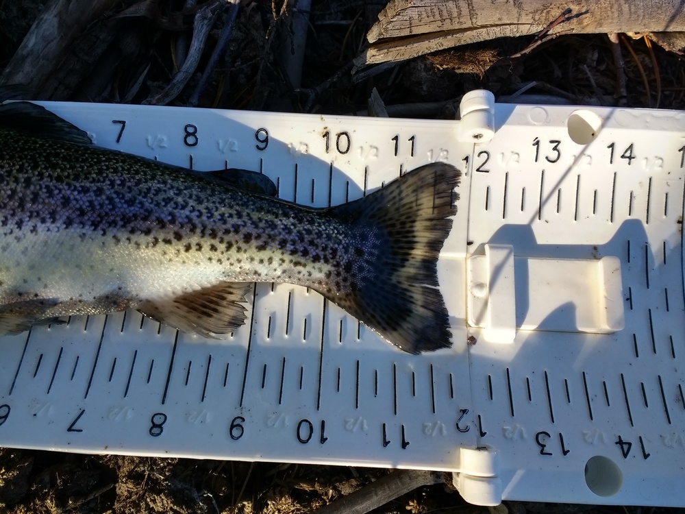 Trout3