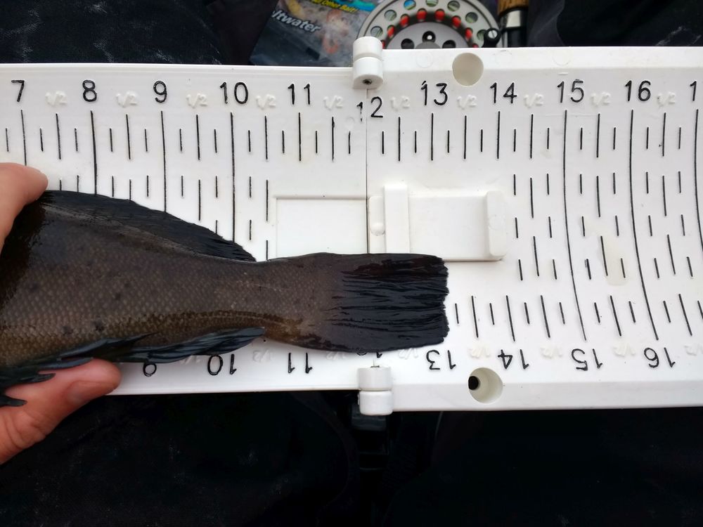 Greenling  3 