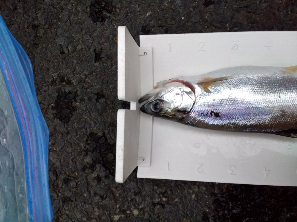 Aoty kokanee 3