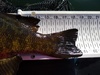 Smallmouth lg 3 thumb