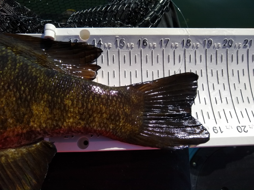 Smallmouth lg 3