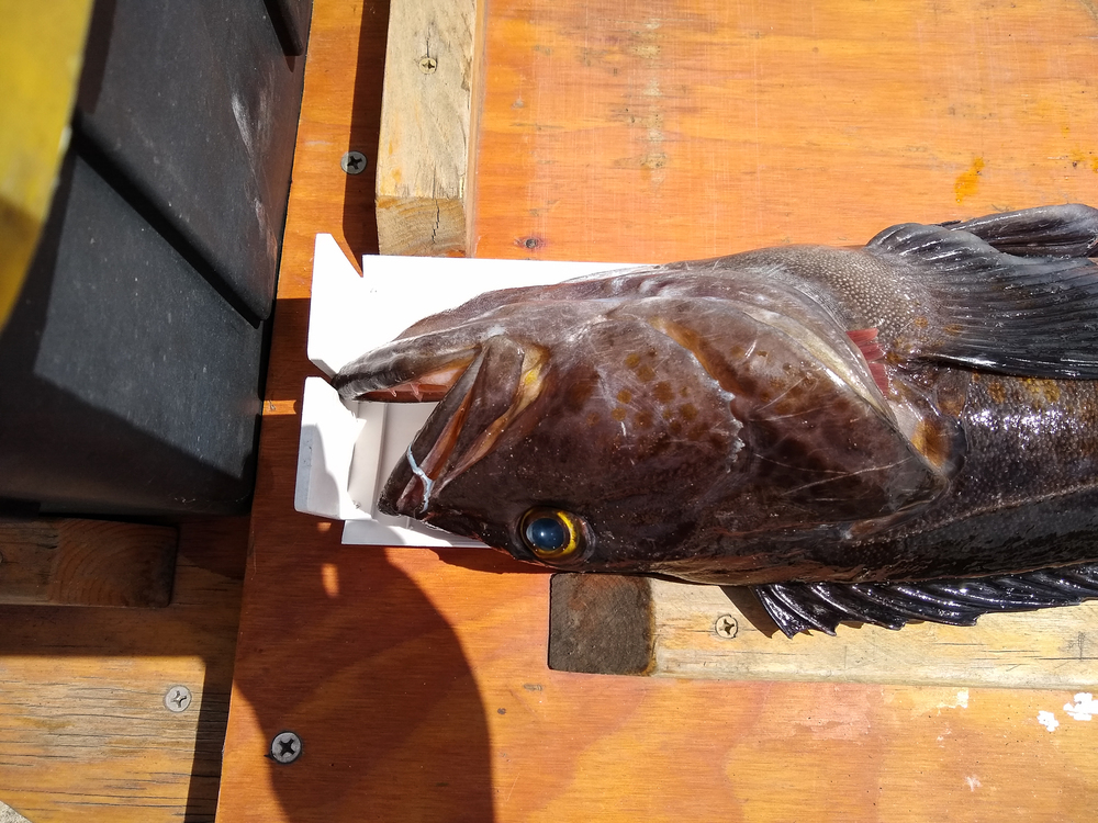 Aoty lingcod 3