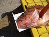 Aoty rockfish 3 thumb