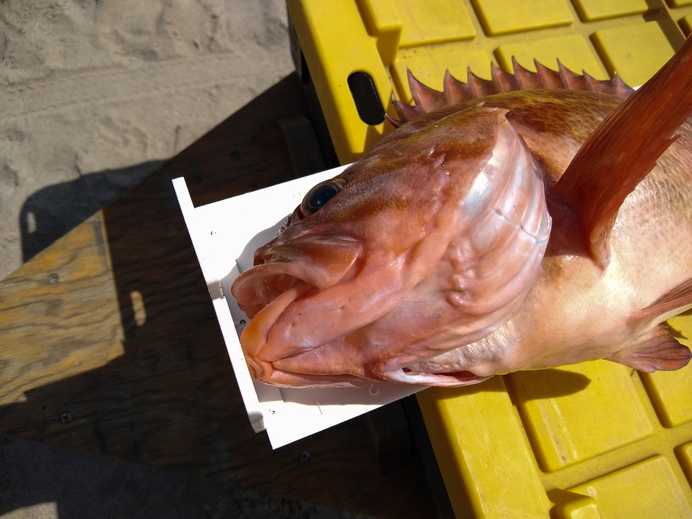Aoty rockfish 3