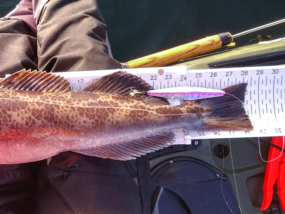 Aoty buzz bomb lingcod 3