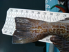 2021 lingcod 3 thumb