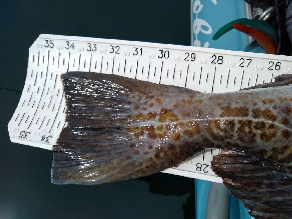 2021 lingcod 3