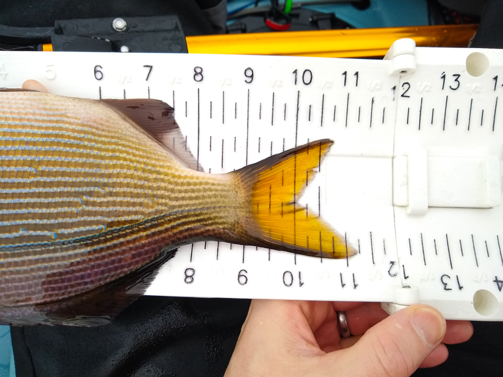 2021 surf perch large 3