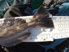 Lingcod tail thumb