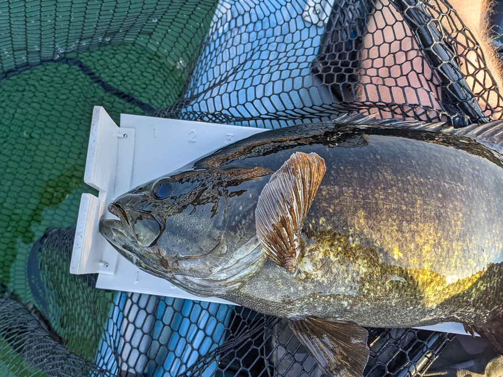 Smallmouth3