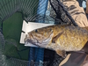 2024 pb smallmouth 3 thumb