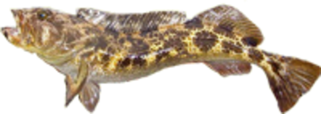 Lingcod medium