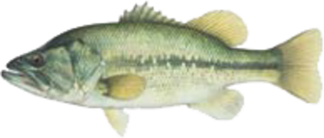 Largemouth bass medium