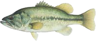 Largemouth bass